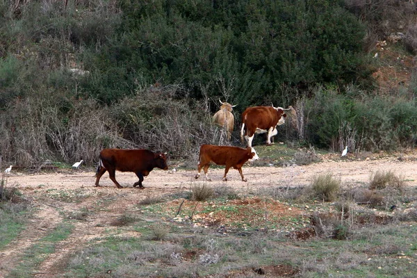 Stádo Krav Pasou Okraji Lesa Severním Izraeli — Stock fotografie