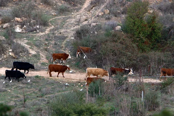 Uma Manada Vacas Pastam Borda Uma Floresta Norte Israel — Fotografia de Stock