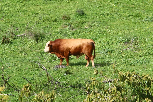 Troupeau Vaches Paissent Lisière Une Forêt Dans Nord Israël — Photo