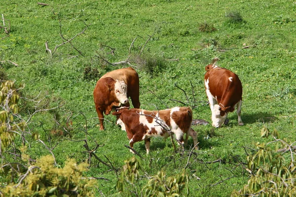 Troupeau Vaches Paissent Lisière Une Forêt Dans Nord Israël — Photo