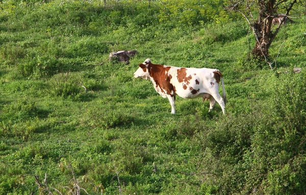 Uma Manada Vacas Pastam Borda Uma Floresta Norte Israel — Fotografia de Stock