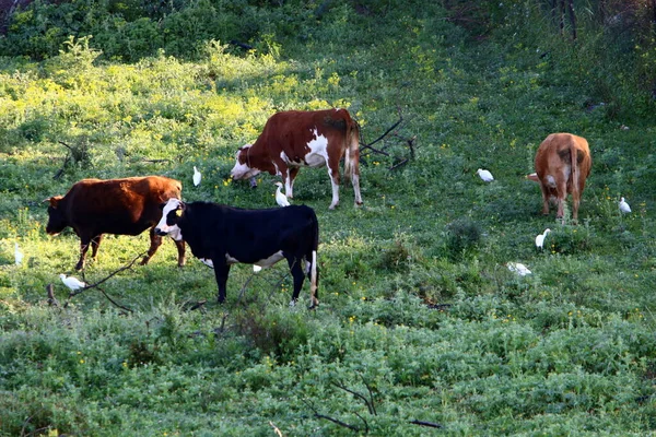 Uma Manada Vacas Pastam Borda Uma Floresta Norte Israel — Fotografia de Stock