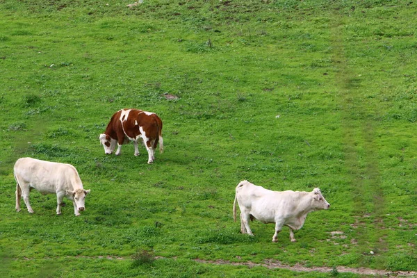 Una Manada Vacas Pastando Borde Bosque Norte Israel — Foto de Stock