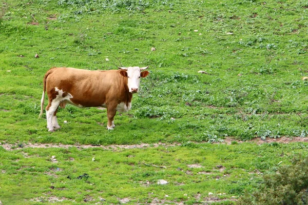 Una Manada Vacas Pastando Borde Bosque Norte Israel —  Fotos de Stock