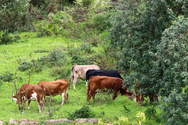 Una Manada Vacas Pastando Borde Bosque Norte Israel —  Fotos de Stock