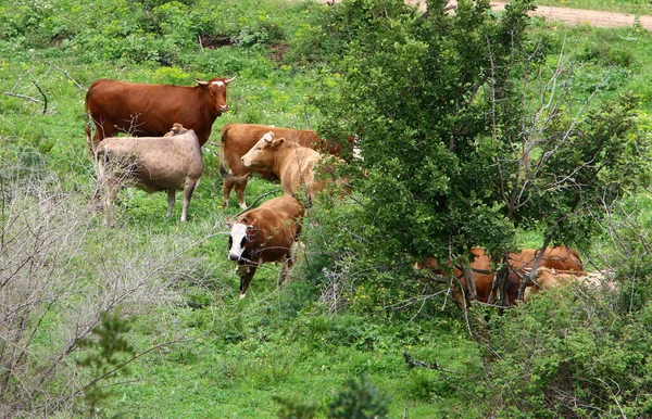 Ένα Κοπάδι Αγελάδες Βόσκει Στην Άκρη Ενός Δάσους Στο Βόρειο — Φωτογραφία Αρχείου