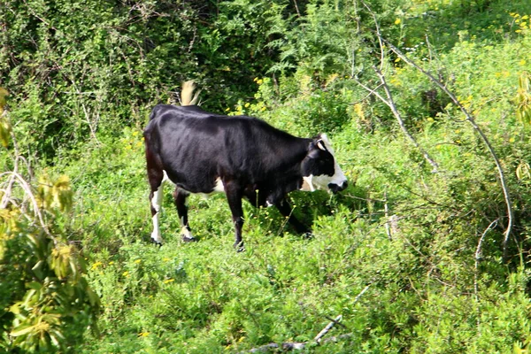 Una Manada Vacas Pastando Borde Bosque Norte Israel —  Fotos de Stock