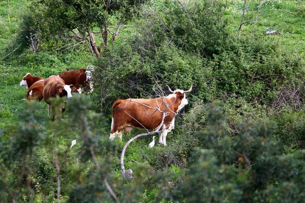 以色列北部森林边的一群奶牛正在吃草 — 图库照片