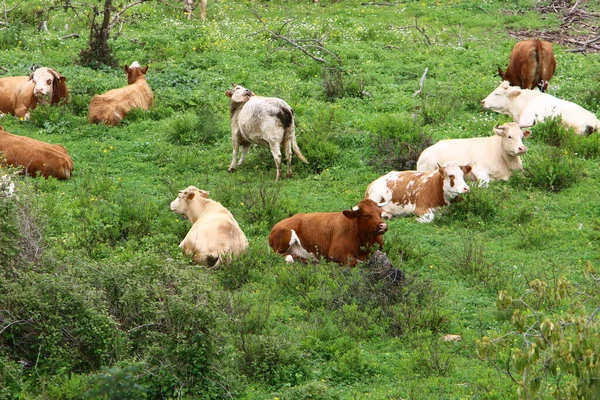 Troupeau Vaches Paissent Lisière Une Forêt Dans Nord Israël — Photo