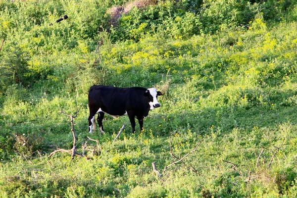 Troupeau Vaches Paissent Lisière Une Forêt Dans Nord Israël — Photo