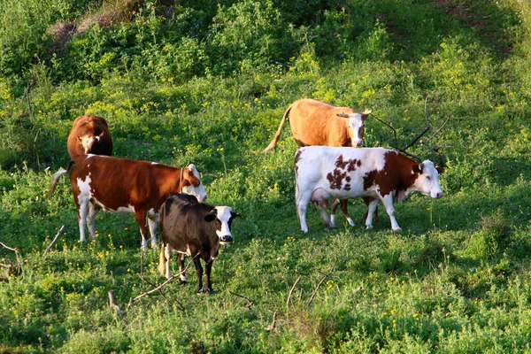 以色列北部森林边的一群奶牛正在吃草 — 图库照片