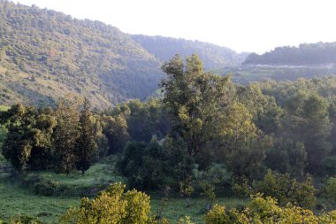 Kuzey İsrail 'in dağlarında bahar manzarası, yeşil dağ yamaçları ve çayırlar. 