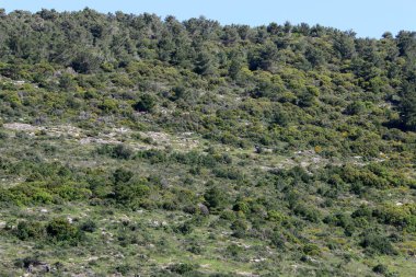 Kuzey İsrail 'in dağlarında bahar manzarası, yeşil dağ yamaçları ve çayırlar. 