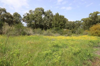 Kuzey İsrail 'in dağlarında bahar manzarası, yeşil dağ yamaçları ve çayırlar. 
