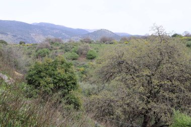 Kuzey İsrail 'in dağlarında bahar manzarası, yeşil dağ yamaçları ve çayırlar. 