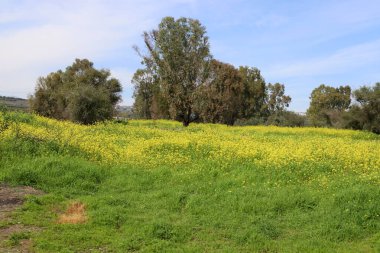Kuzey İsrail 'in dağlarında bahar manzarası, yeşil dağ yamaçları ve çayırlar. 