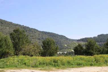 Kuzey İsrail 'in dağlarında bahar manzarası, yeşil dağ yamaçları ve çayırlar. 