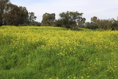 Kuzey İsrail 'in dağlarında bahar manzarası, yeşil dağ yamaçları ve çayırlar. 