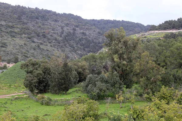 以色列北部山区 绿色山坡和草地的春天景观 — 图库照片