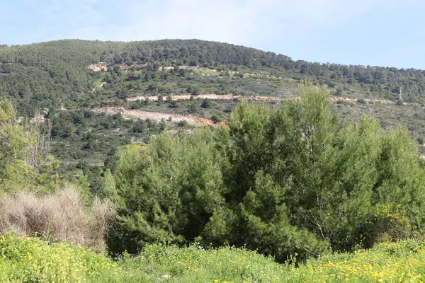 Paisaje Primavera Las Montañas Del Norte Israel Verdes Laderas Las —  Fotos de Stock