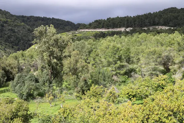 Wiosenny Krajobraz Górach Północnego Izraela Zielone Góry Łąki — Zdjęcie stockowe