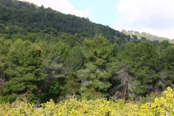 Frühlingslandschaft Den Bergen Nordisraels Grüne Berghänge Und Wiesen — Stockfoto