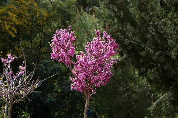 Tsercis Bagryannik Fiorisce Parco Cittadino Nel Nord Israele Decorazione Parchi — Foto Stock