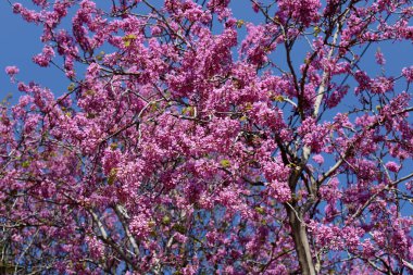 Tsercis (Bagryannik) kuzey İsrail 'deki bir şehir parkında çiçek açtı - parkların ve sokakların dekorasyonu 