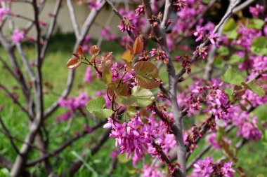 Tsercis (Bagryannik) kuzey İsrail 'deki bir şehir parkında çiçek açtı - parkların ve sokakların dekorasyonu 