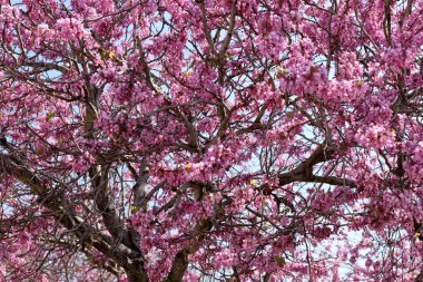 Tsercis (Bagryannik) kuzey İsrail 'deki bir şehir parkında çiçek açtı - parkların ve sokakların dekorasyonu 