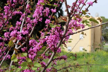 Tsercis (Bagryannik) kuzey İsrail 'deki bir şehir parkında çiçek açtı - parkların ve sokakların dekorasyonu 