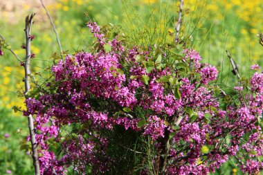 Tsercis (Bagryannik) kuzey İsrail 'deki bir şehir parkında çiçek açtı - parkların ve sokakların dekorasyonu 