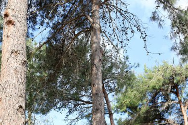 İsrail 'in kuzeyindeki bir şehir parkında eski bir yaprak döken ağacın kalın gövdesi.