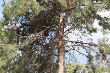 İsrail 'in kuzeyindeki bir şehir parkında eski bir yaprak döken ağacın kalın gövdesi.