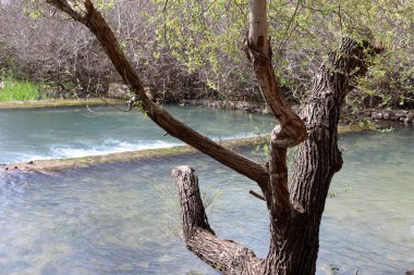 İsrail 'in kuzeyindeki bir şehir parkında eski bir yaprak döken ağacın kalın gövdesi.