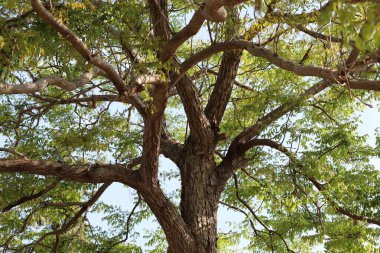 İsrail 'in kuzeyindeki bir şehir parkında eski bir yaprak döken ağacın kalın gövdesi.