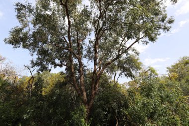 İsrail 'in kuzeyindeki bir şehir parkında eski bir yaprak döken ağacın kalın gövdesi.