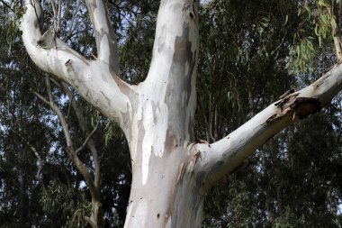 İsrail 'in kuzeyindeki bir şehir parkında eski bir yaprak döken ağacın kalın gövdesi.