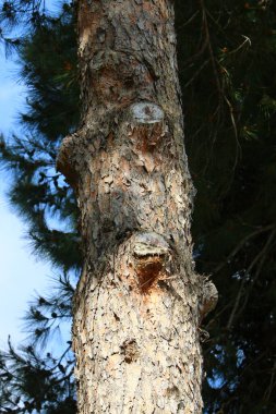 İsrail 'in kuzeyindeki bir şehir parkında eski bir yaprak döken ağacın kalın gövdesi.