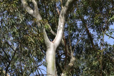 İsrail 'in kuzeyindeki bir şehir parkında eski bir yaprak döken ağacın kalın gövdesi.