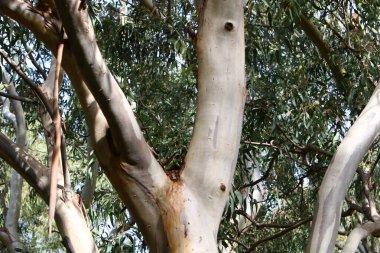 İsrail 'in kuzeyindeki bir şehir parkında eski bir yaprak döken ağacın kalın gövdesi.