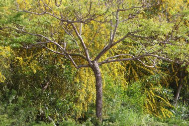 İsrail 'in kuzeyindeki bir şehir parkında eski bir yaprak döken ağacın kalın gövdesi.