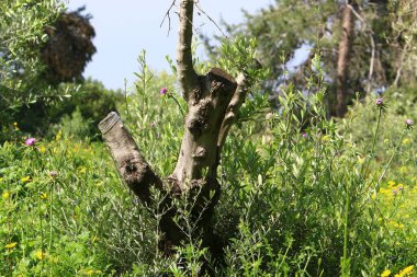 İsrail 'in kuzeyindeki bir şehir parkında eski bir yaprak döken ağacın kalın gövdesi.