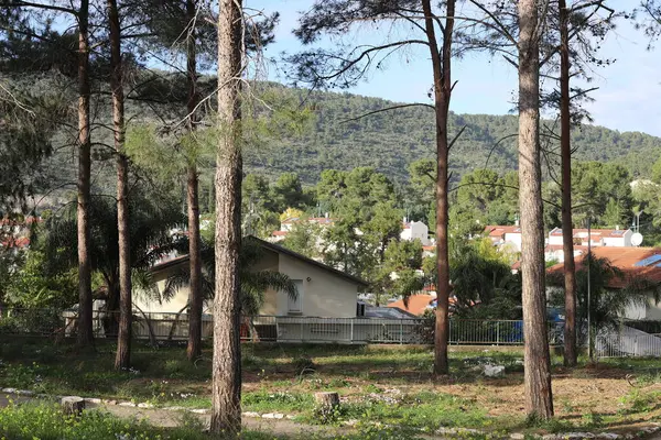 Tlustý Kmen Starého Opadavého Stromu Městském Parku Severním Izraeli — Stock fotografie