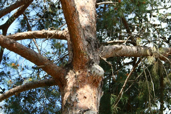 Tronco Grosso Uma Velha Árvore Caduca Parque Cidade Norte Israel — Fotografia de Stock