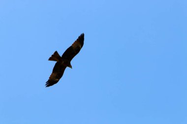 İsrail 'in kuzeyindeki Akdeniz üzerinde kuşlar uçuyor. 