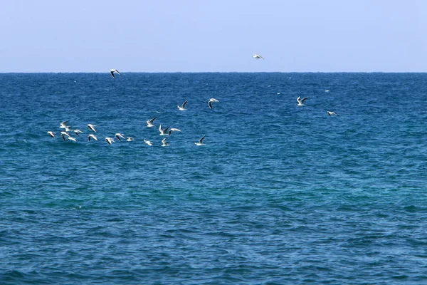Aves Voam Céu Sobre Mar Mediterrâneo Norte Israel — Fotografia de Stock