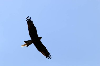 İsrail 'in kuzeyindeki Akdeniz üzerinde kuşlar uçuyor. 