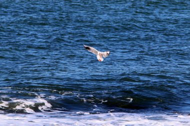 İsrail 'in kuzeyindeki Akdeniz üzerinde kuşlar uçuyor. 