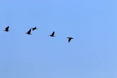 İsrail 'in kuzeyindeki Akdeniz üzerinde kuşlar uçuyor. 